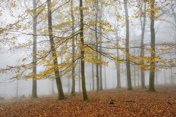 Beech forest, beech trees (fagus) with last yellow leaves in autumn, bare trees and fog,