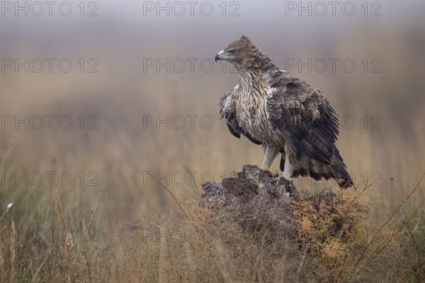 Bonelli's eagle (Aquila fasciata), on tree stump, La Mancha, Spain, Europe