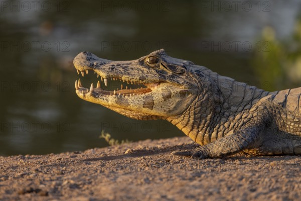 Spectacled caiman (Caiman yacare), lying on the bank, open mouth, portrait, Pantanal, Brazil, South