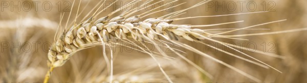 Grain field with ripe ears of wheat (triticum) in front of a blue sky, Riesa, Saxony, Germany,