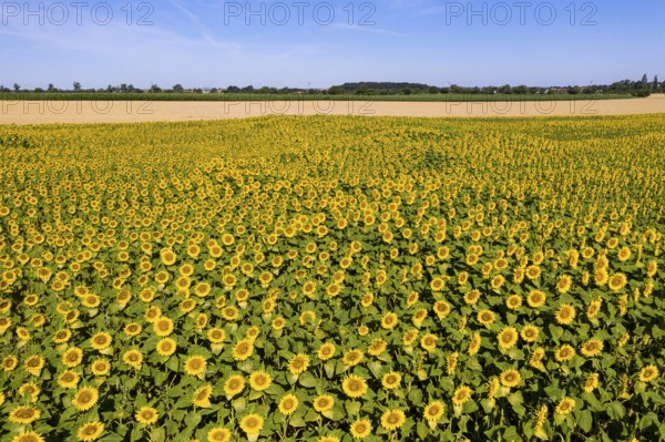 Aerial view of a sunflower field in bloom, sunflowers (Helianthus annuus), Hirschstein, Saxony,