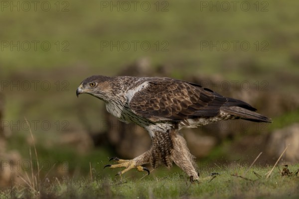 Bonelli's eagle (Aquila fasciata), running across meadow, Sierra Morena, Andalusia, Spain, Europe