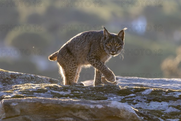 Lynx pardinus, male, running over stone, backlight, background far away, Sierra de Andujar,