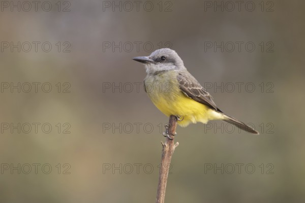 Mourning Tyrant (Tyrannus melancholicus), Pantanal, Brazil, South America