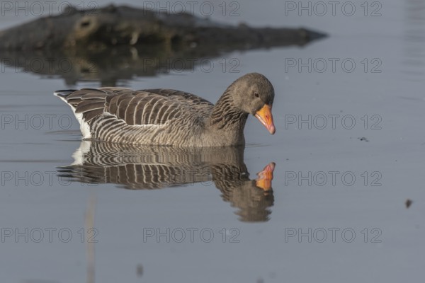 Greylag goose (Anser anser) swimming on a pond in a nature reserve. Lower Rhine, Alsace, France,