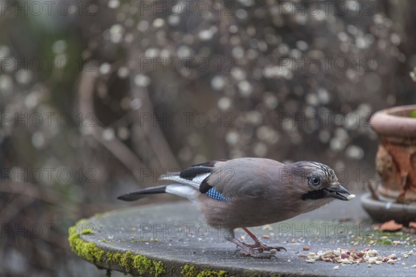 Eurasian jay (Garrulus glandarius) fetching nuts from the patio table, Bavaria, Germany, Europe