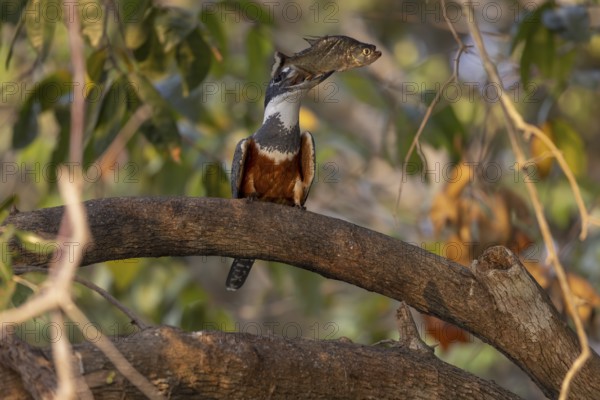 Red-breasted Kingfisher (Megaceryle torquata), on branch, eating piranha, Rio Claro, Pantanal,