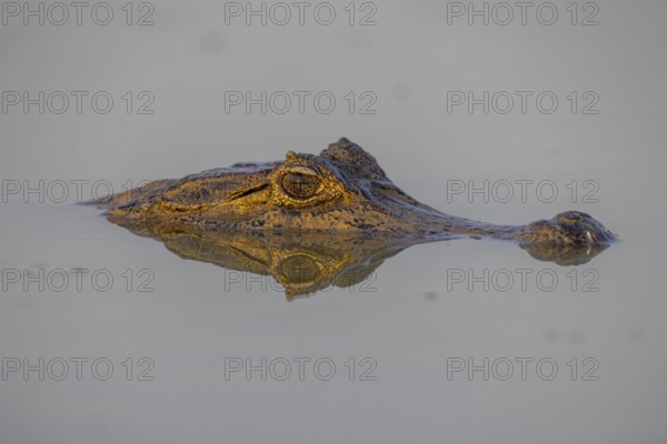 Spectacled caiman (Caiman yacare), swimming in a lake, head portrait, Pantanal, Brazil, South