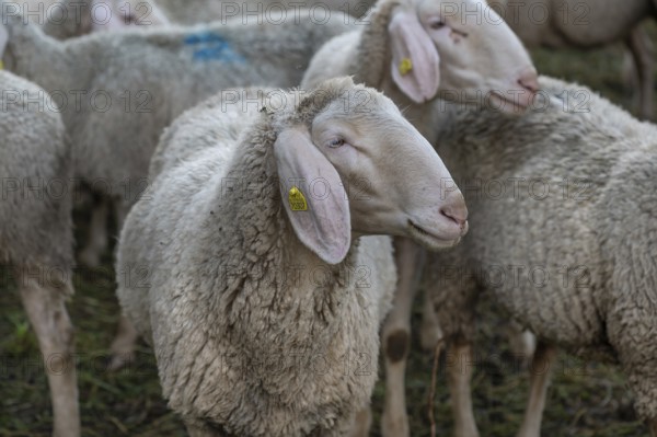 Merino sheep on the pasture, Franconia, Bavaria, Germany, Europe