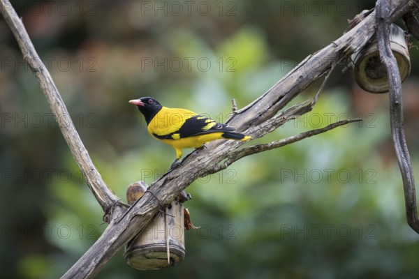 Black-headed oriole (Eurasian Golden Oriole xanthornus), Kaeng Krachan National Park, Thailand,