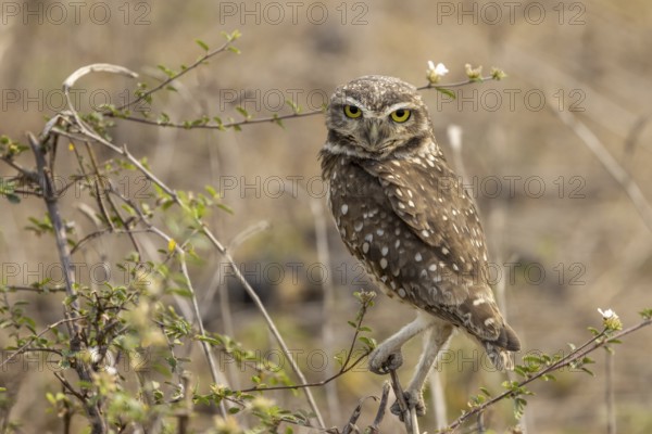 Burrowing owl (ninox connivens), Pantanal, Brazil, South America