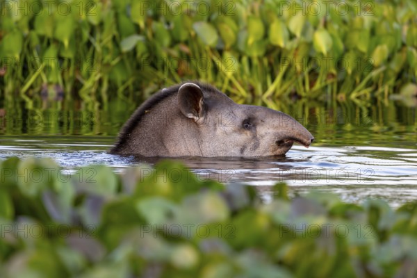 Lowland tapir (Tapirus terrestris), swimming between floating plants, Rio Claro, Pantanal, Brazil,