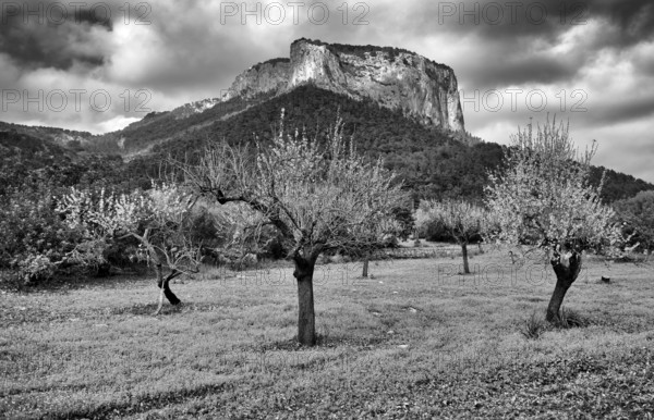 Almond blossom, almond trees, plantation, behind Tramuntana mountains, Serra de Tramuntana, Alaró,