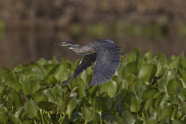 Mangrove heron (Butorides striata), flies over aquatic plants, Pantanal, Brazil, South America