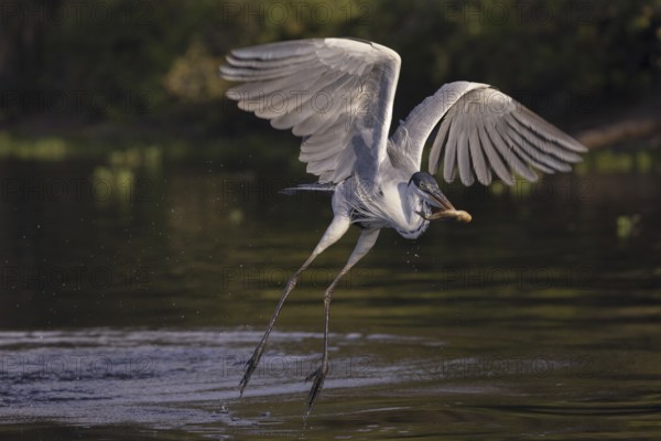 Cocoirei heron (Ardea cocoi), flying with fish, Rio Claro, Pantanal, Brazil, South America