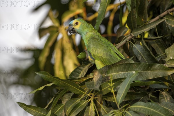 Blue-fronted Amazon (Amazona aestiva), with fruit, Pantanal, Brazil, South America