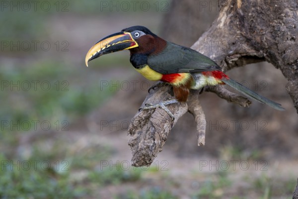 Brown-eared Aracari (Pteroglossus castanotis), on branch, Jaguar Eco Lodge, Pantanal, Brazil, South