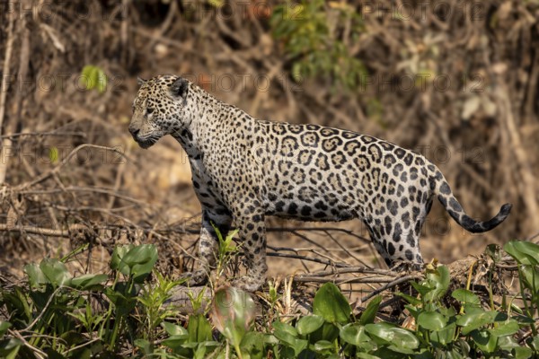 Jaguar (Panthera onca) on a steep bank, Pantanal, Brazil, South America