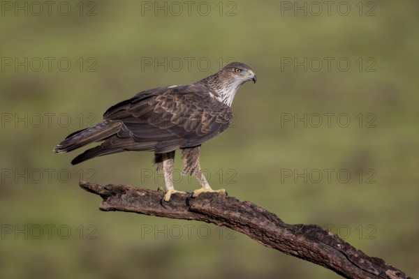 Bonelli's eagle (Aquila fasciata), on branch, Sierra Morena, Andalusia, Spain, Europe