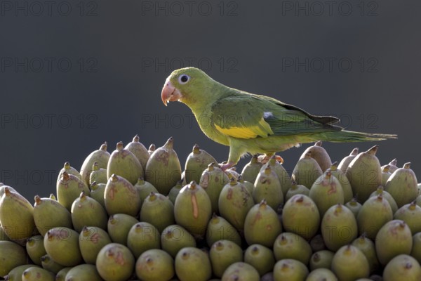 Yellow-winged Parakeet (Brotogeris chiriri) or Canary-winged Parakeet, on palm fruit, Pantanal,