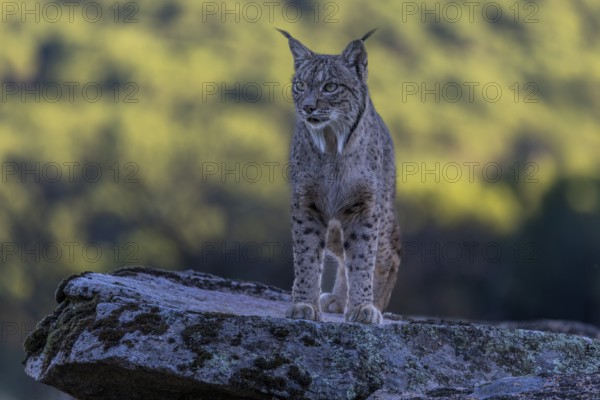 Lynx pardinus, male, standing on stone, background far away, Sierra de Andujar, Andalusia, Spain,