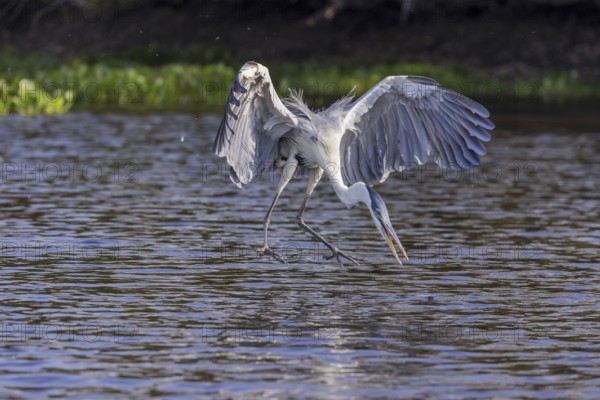 Cocoirei heron (Ardea cocoi), hunting fish in flight, Rio Claro, Pantanal, Brazil, South America