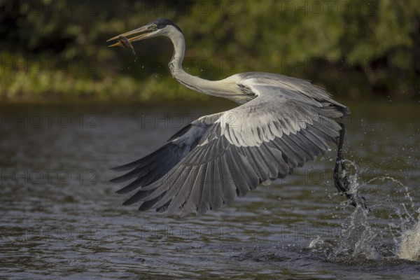 Cocoirei heron (Ardea cocoi), flying with fish, Pantanal, Brazil, South America