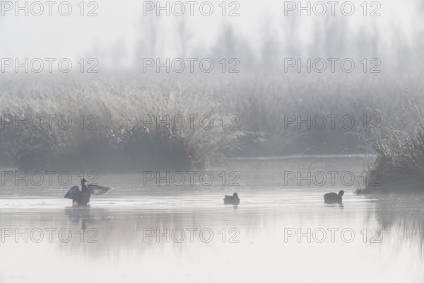 Moor scour with teals (Anas crecca) in the fog, Emsland, Lower Saxony, Germany, Europe