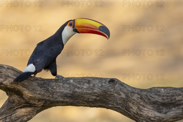 Giant toucan (Ramphastos toco), on branch, Pantanal, Brazil, South America