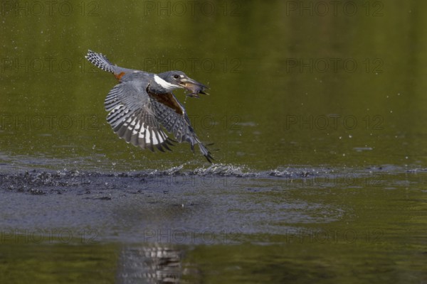 Red-breasted Kingfisher (Megaceryle torquata), flying with caught fish, Rio Claro, Pantanal,