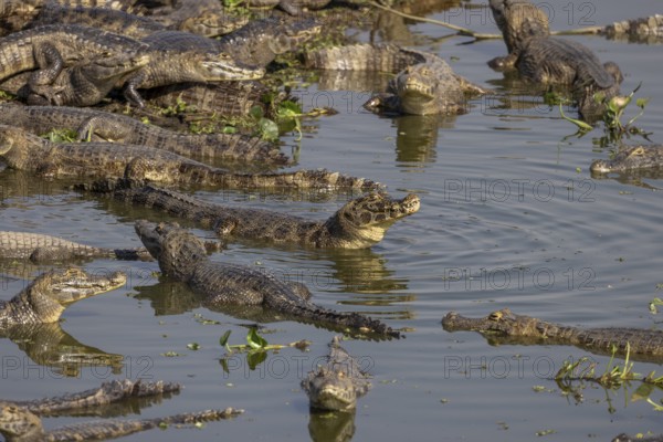 Spectacled caiman (Caiman yacare), large aggregation, lake at the Pantaneira, main road through the