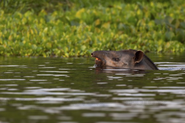 Lowland tapir (Tapirus terrestris), swimming between floating plants, Rio Claro, Pantanal, Brazil,