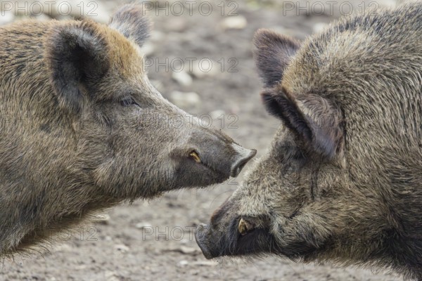 Two adult male wild boars (Sus scrofa)stand face to face, having a dispute
