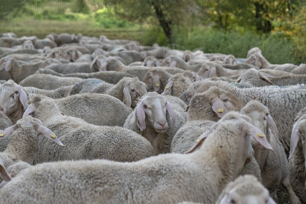 A herd of Merinoland sheep in the pasture, Thuisbrunn, Upper Franconia, Bavaria, Germany, Europe