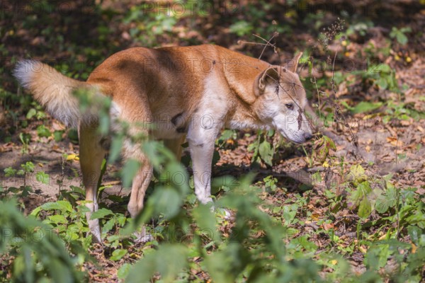 One New Guinea singing dog or New Guinea Highland dog (Canis hallstromi) (Canis dingo hallstromi,