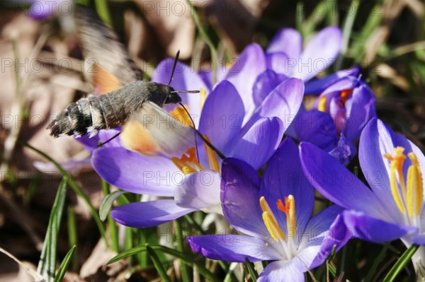 Dove's tail (Macroglossum stellatarum) and crocuses, February, Saxony, Germany, Europe