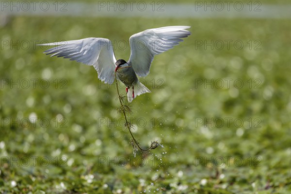 White-bearded Tern (Chlidonias hybrida), flying with nesting material, Danube Delta, Romania,