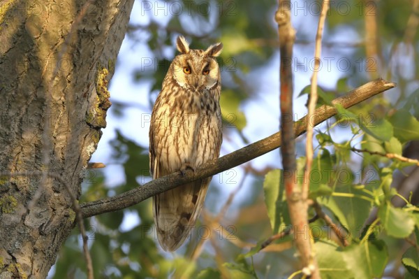 Long-eared owl (Asio otus), sitting on a branch in an aspen (Populus tremula), Burgenland, Austria,
