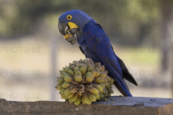 Hyacinth Macaw (Anodorhynchus hyacinthinus) on Urucuri (Attalea phalerata) palm fruit, Pantanal,