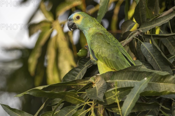 Blue-fronted Amazon (Amazona aestiva), with fruit, Pantanal, Brazil, South America