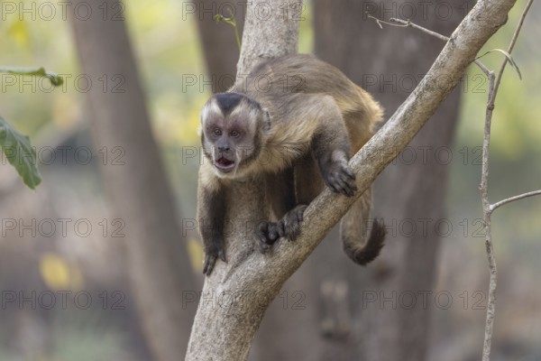 Crested capuchin monkey (Sapajus apella) or hooded capuchin, on branch, Pantanal, Brazil, South