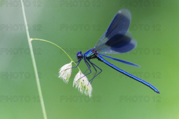 Banded Demoiselle (Calopteryx splendens), adult male resting on a grass stalk, Hesse, Germany,