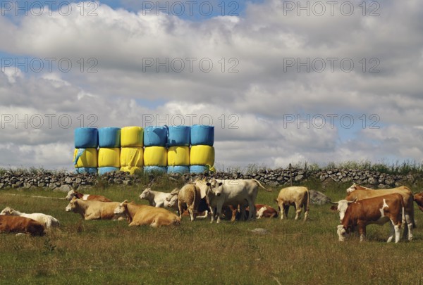 Grazing cows in a meadow in front of stacked fodder and a cloudy sky, fodder bale in the shape of