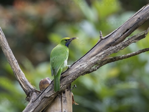 Golden-fronted Leafbird (Chloropsis aurifrons), Kaeng Krachan National Park, Thailand, Asia