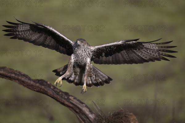 Bonelli's eagle (Aquila fasciata), approaching a branch, Sierra Morena, Andalusia, Spain, Europe