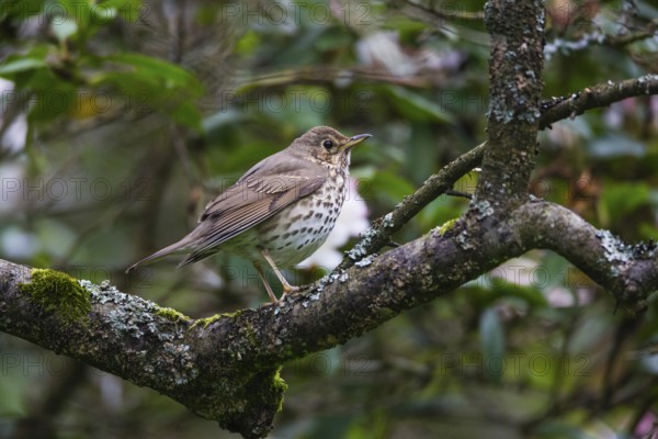 Song Thrush (Turdus philomelos), adult bird perched on a branch, Hesse, Germany, Europe