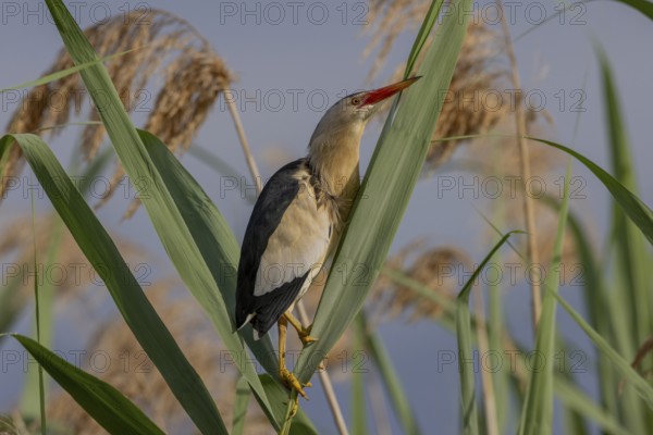 Little Bittern (Botaurus minutus, on top of a reed, Lake Kerkini, Greece, Europe