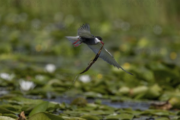 White-bearded Tern (Chlidonias hybrida), flying with nesting material, Danube Delta, Romania,
