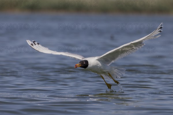 Herring gull (Ichthyaetus ichthyaetus), taking off from the water, Danube Delta, Romania, Europe