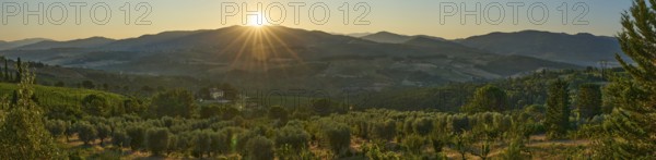 Tuscan landscape at sunrise, country estate with vineyards, forests amd olive trees in Chianti,